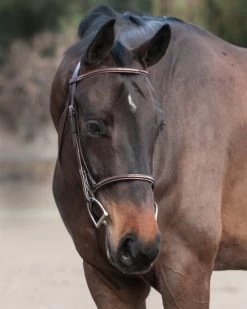 Edgewood Raised Fancy Stitch Bridle -Equi Gear Shop Dante0221 16 89088.1614975659