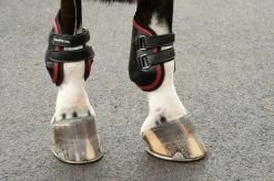 EquiFit AmpTeq Hind Boots With Color Binding 8 EquiFit AmpTeq Hind Boots With Color Binding -Equi Gear Shop ampteqwithred 55711 81780.1595614807