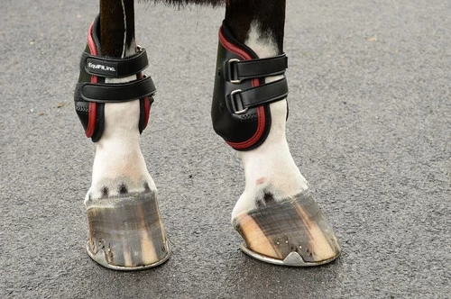 EquiFit AmpTeq Hind Boots With Color Binding 4 EquiFit AmpTeq Hind Boots With Color Binding - Image 4