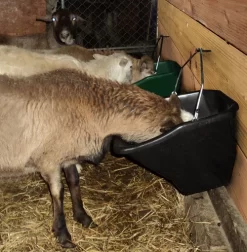 Little Giant 20 Quart Better Bucket -Equi Gear Shop better bucket 20qt black goat BB20BLACK little giant 69563.1677811936