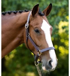 Black Oak Pine Leather Halter