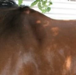 Circle Y Shoulder Bridge Pad 3/4" Or 1" -Equi Gear Shop circle y shoulder bridge pad 3 4 or 1 2 14872.1527884105