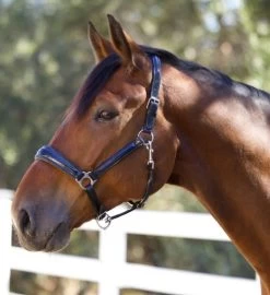 Halter Ego Copenhagen Navy Patent Halter 8 Halter Ego Copenhagen Navy Patent Halter -Equi Gear Shop copenhagen navy halter nv.pt navy hero COPENHAGEN HALTER halter ego 97604.1682536277