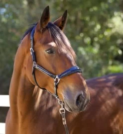 Halter Ego Copenhagen Navy Patent Halter 7 Halter Ego Copenhagen Navy Patent Halter -Equi Gear Shop copenhagen navy halter nv.pt navy side halter ego 41538.1682560513