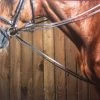Dy'on Rubber Lined Hunter Draw Reins