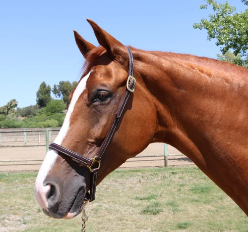 Walsh Leather Grooming Halter 1 Walsh Leather Grooming Halter