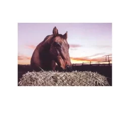 Texas Haynet 3 String Square Bale Hay Net