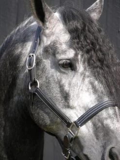 Red Barn Tina Halter -Equi Gear Shop kl select s red barn tina black leather halter 1 73074 82751.1682797174