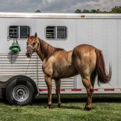 Kong Equine Hanging Kit Horse Toy -Equi Gear Shop kong hanging standard green trailer kong equine 94340.1638045208