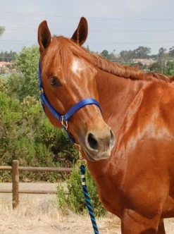 Mary's Walsh Nylon Halter -Equi Gear Shop mary s nylon halter 3 51448 31843.1684342680
