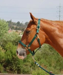 Mary's Walsh Nylon Halter -Equi Gear Shop mary s nylon halter 5 66151 74448.1684342692