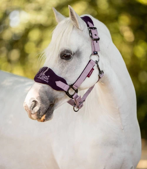 Equi Gear Shop -Equi Gear Shop mini vogue headcollar fig pony