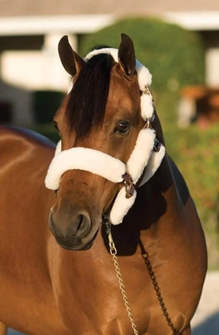 Ovation Sheepskin Pony Shipping Halter 3 Ovation Sheepskin Pony Shipping Halter - Image 3