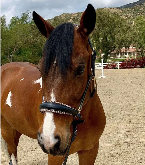 Halter Ego Safari Halter 6 Halter Ego Safari Halter - Image 6