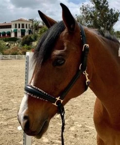 Halter Ego Safari Halter