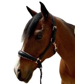 Halter Ego Safari Halter 10 Halter Ego Safari Halter -Equi Gear Shop safari halter brown halter ego 37979.1682706133