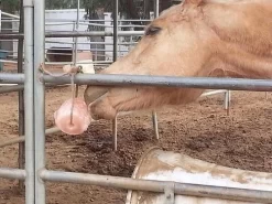 Himalayan Rock Salt On Rope -Equi Gear Shop saltandhorse 72544 03815.1527299804